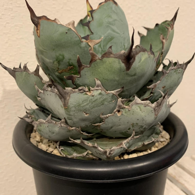 アガベ チタノタ ブラックアンドブルー Agave Titanota Black And