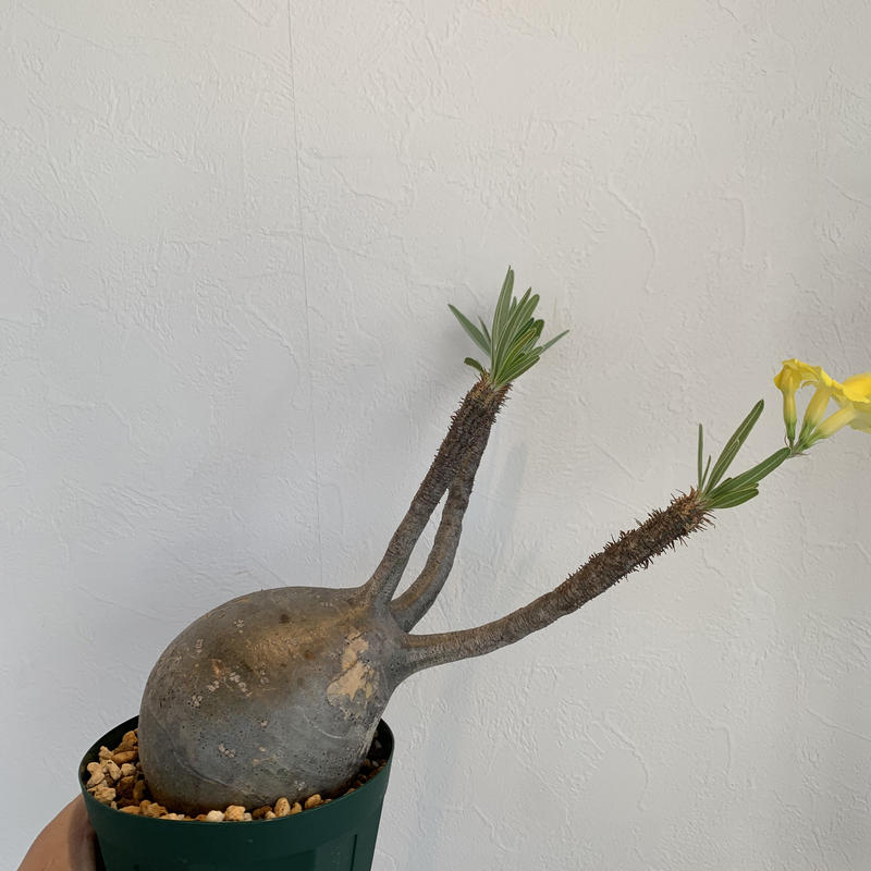 Pachypodium Gracilius パキポディウム グラキリウス グラキリス C