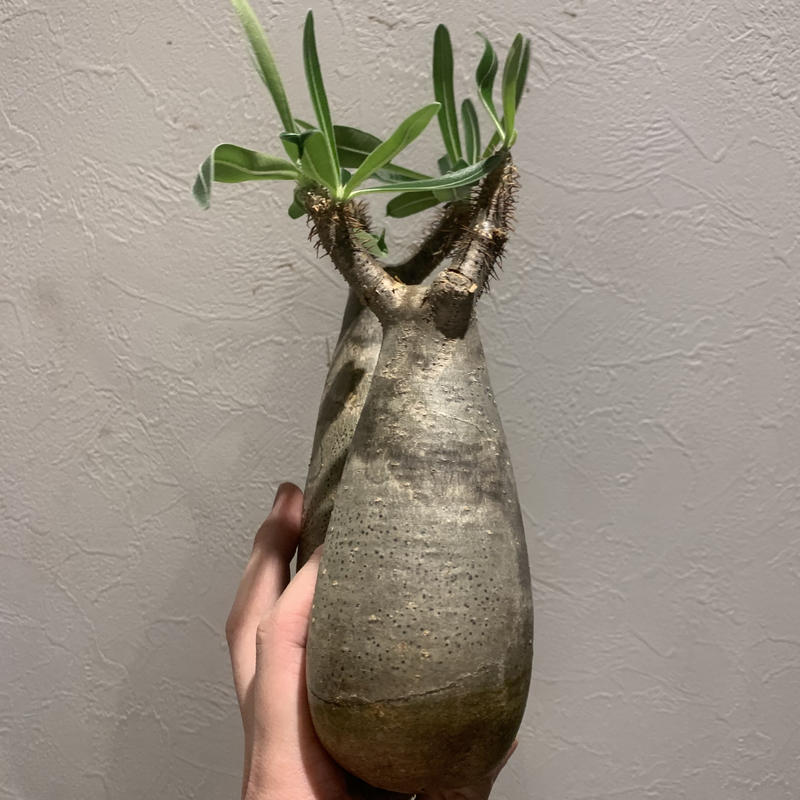 パキポディウム グラキリス Caudex Jp