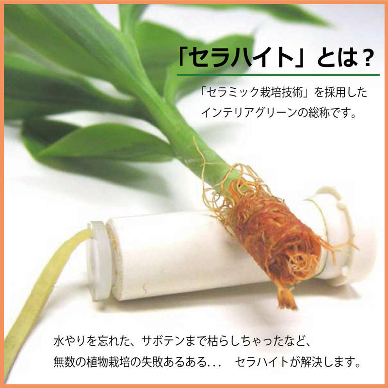 日本古来の植物 槇 マキ の木 花言葉 慈愛 色褪せぬ恋 と 陶房 うさぎ庵 プロデュース