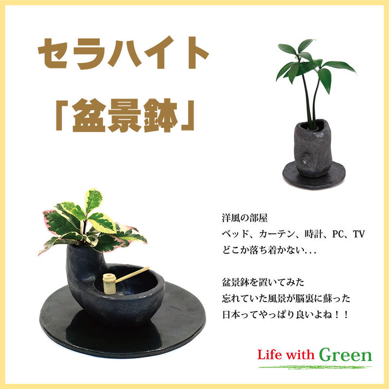 日本古来の植物 槇 マキ の木 花言葉 慈愛 色褪せぬ恋 と 陶房 うさぎ庵 プロデュース