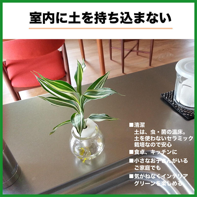 セラハイト 良縁を結ぶ 梛の木 と タマビン ２０個 セラハイト