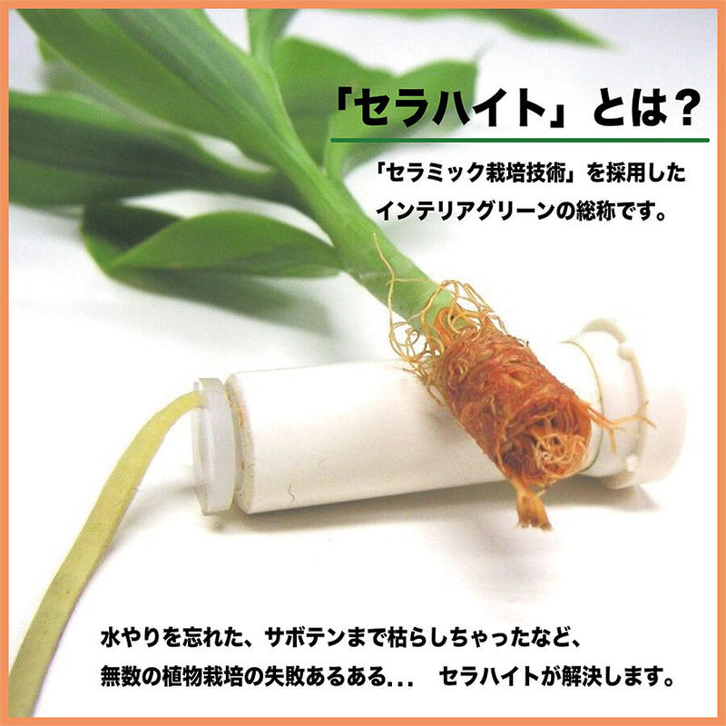 良縁を結ぶ梛 ナギ の木 と 陶房 うさぎ庵 特製手作 たまり石盆景 土なし 清潔 水