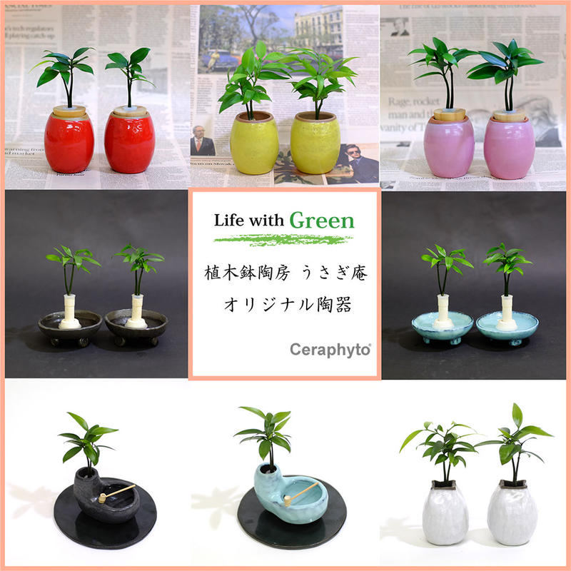 日本古来の植物 良縁を結ぶ梛 ナギ の木 と 陶房 うさぎ庵 プロデュース 盆景鉢 皿付