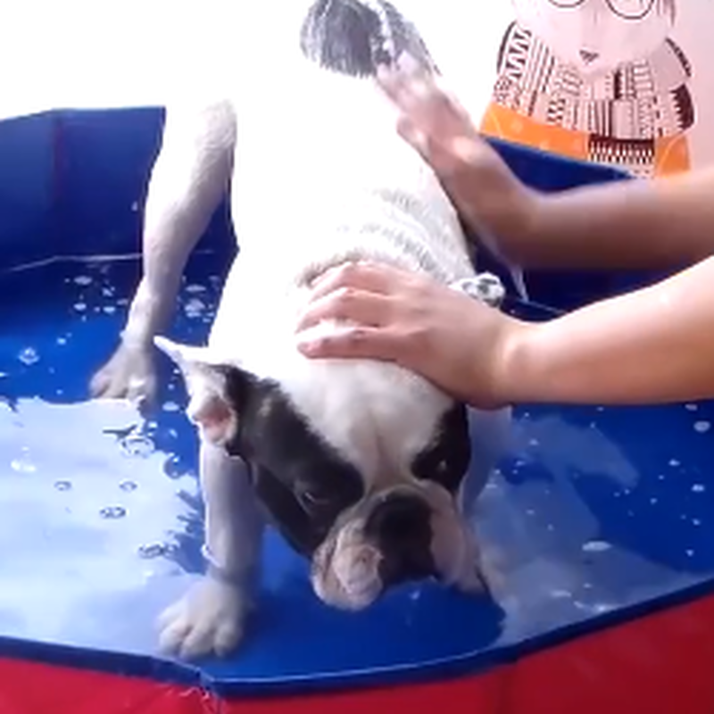 犬プール ペット用 猫 子供用にも 折りたたみ式 お風呂 バスタブ 水遊び 水浴び 夏 持