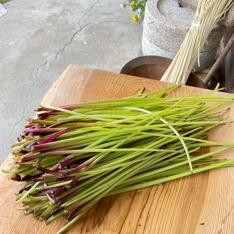 岐阜県山県市より ふき一束 山菜摘み体験も人気です 山県古民家ちごのもり