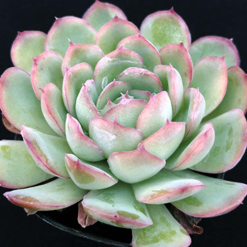 E 花月夜 Echeveria Crystal 126 Sabotensoudansh