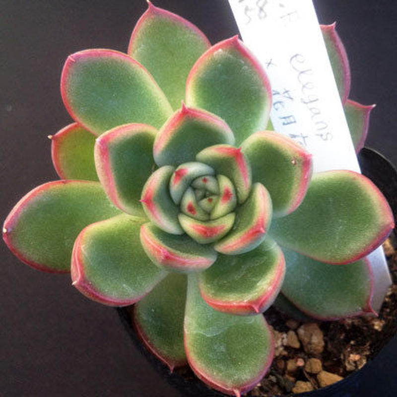 E エレガンス 花月夜 Echeveria Elegans X Crystal 058