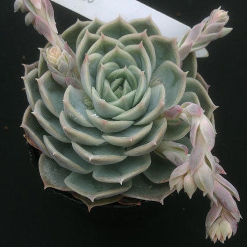 E オウンスロー Echeveria Onslow 026 Sabotenso