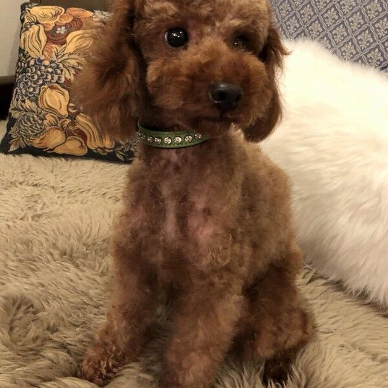 トイプードルのマリア 医療費支援 小さな命を守る会 東京 町田市の犬保護ボランティアグルー