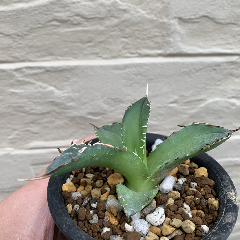 無地・新色登場! 【輸入株】アガベ チタノタ 大鋼牙 白排刺 台湾産