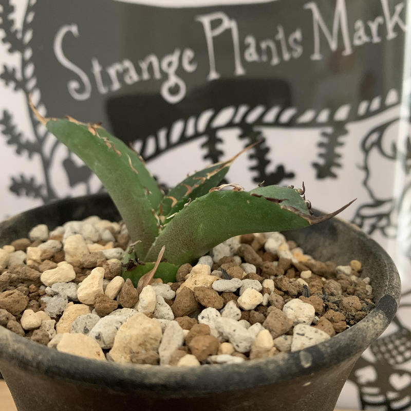 Agave Titanota アガベ チタノタ 大鋼牙 Strange Plants M