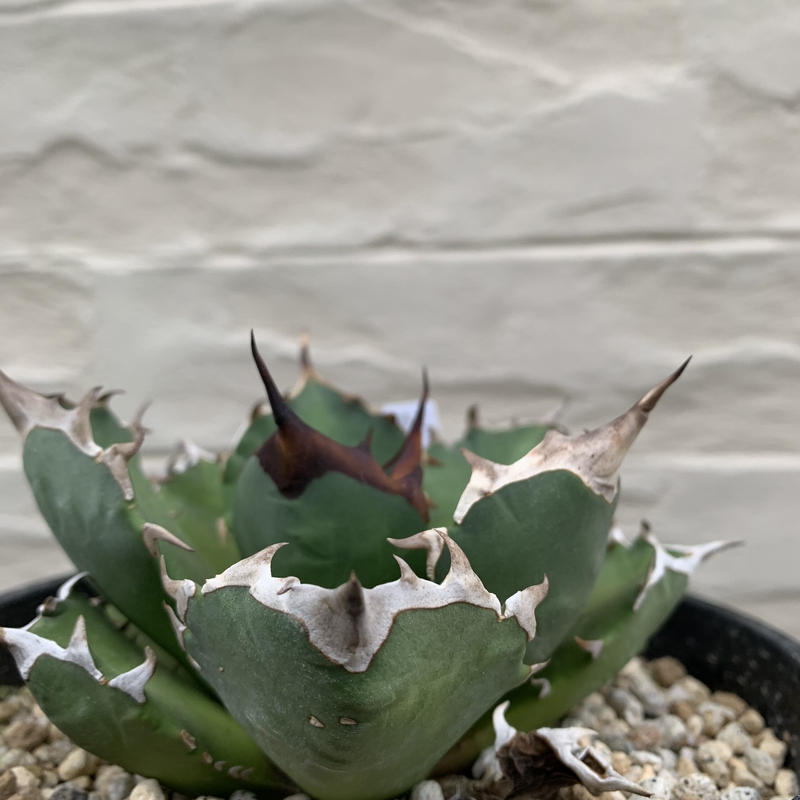 agave titanota アガベ チタノタ 姫厳龍 | Strange plants ma...