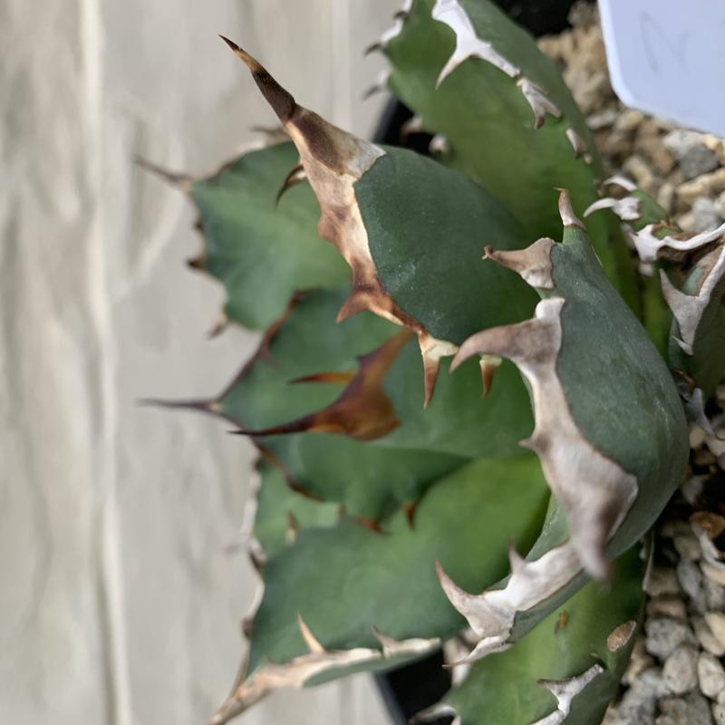 agave titanota アガベ チタノタ 姫厳龍 | Strange plants ma...