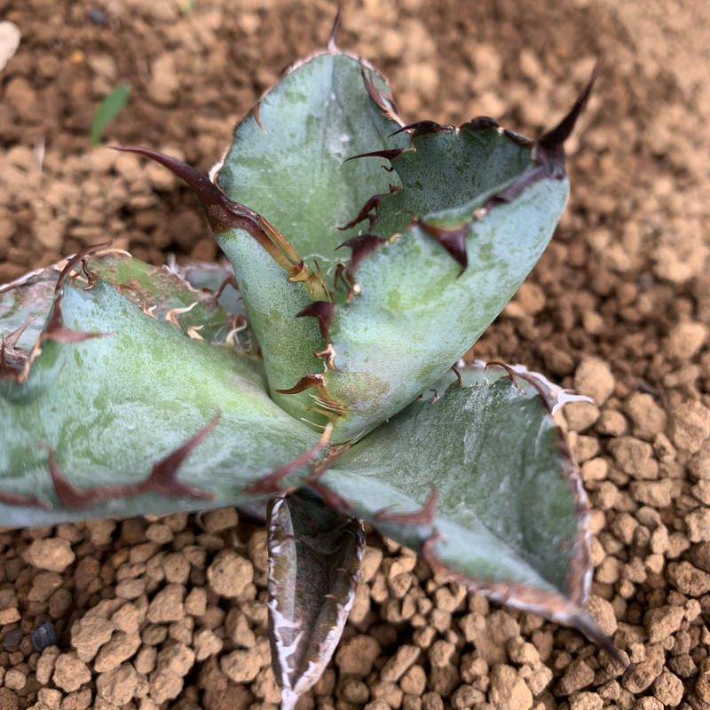 agave titanota アガベ チタノタ ブラックアンドブルー | Strange pl...