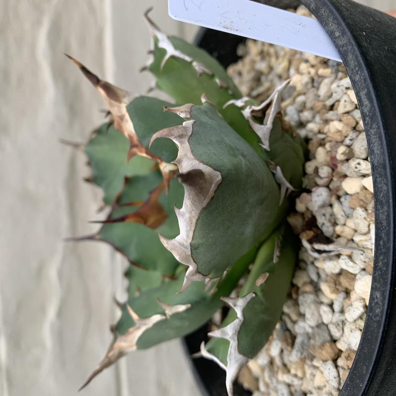 agave titanota アガベ チタノタ 姫厳龍 | Strange plants ma...
