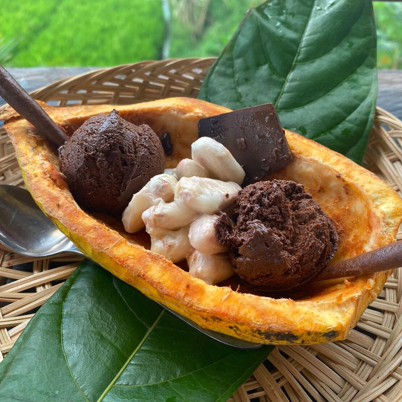 完売 生カカオの実 ポッド カカオ屋さん By チャウチョコレート ジャパン