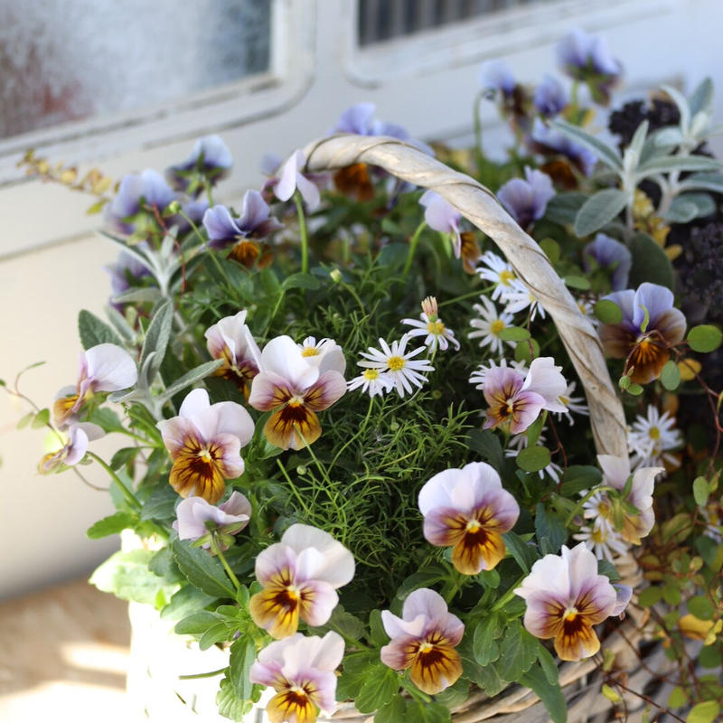 Tef Tef オリジナルビオラ グローシリーズのバスケット寄せ植えブリコラージュフラワー Tef Tef オリジナルビオラ グローシリーズのバスケット寄せ植えブリコラージュフラワー