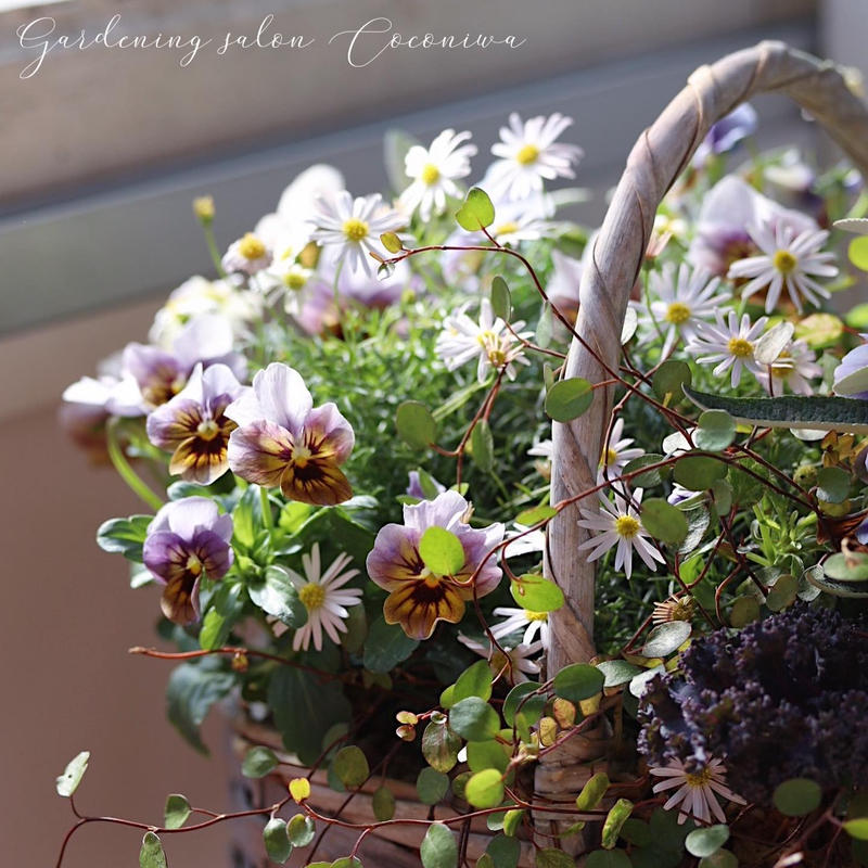 Tef Tef オリジナルビオラ グローシリーズのバスケット寄せ植えブリコラージュフラワー