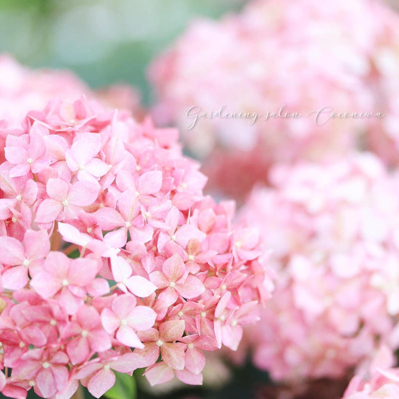 アメリカアジサイ ピンクのアナベル 5号 Coconiwa