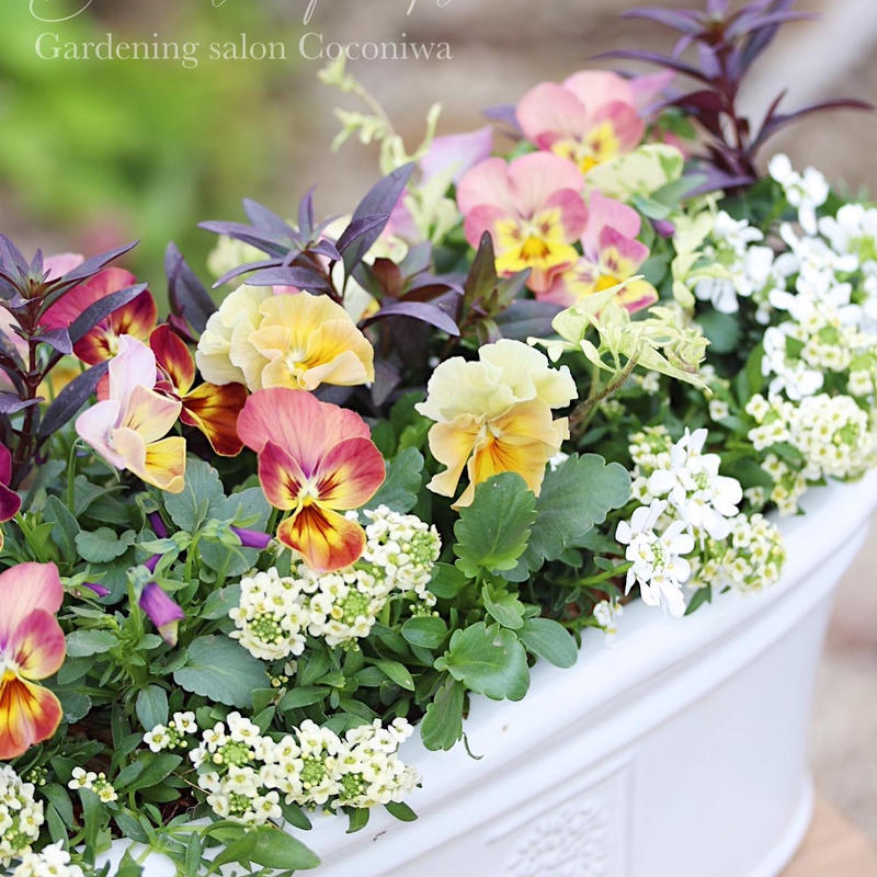 花日和オリジナル シエルブリエとしんしんの寄せ植えブリコラージュフラワー Coconiwa