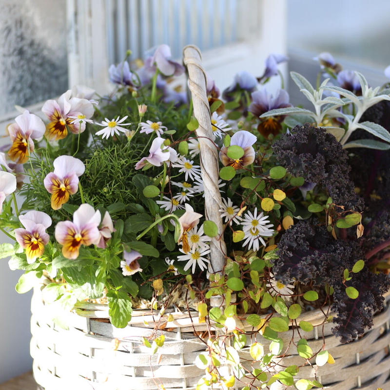 Tef Tef オリジナルビオラ グローシリーズのバスケット寄せ植えブリコラージュフラワー Tef Tef オリジナルビオラ グローシリーズのバスケット寄せ植えブリコラージュフラワー