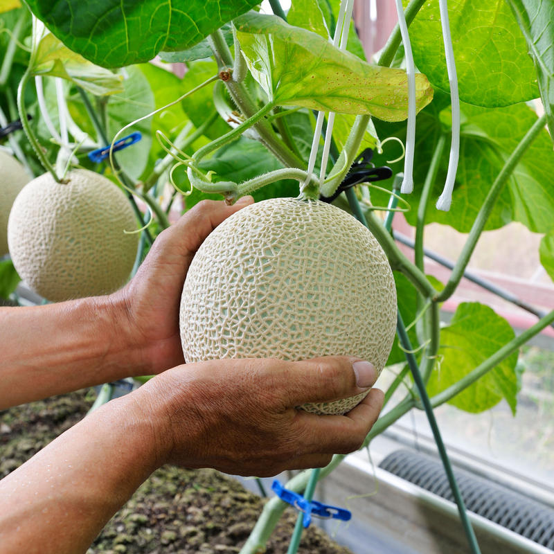 静岡マスクメロン 1個入り 1 1kg前後 松香園 静岡マスクメロン 1個入り 1 1kg前後 松香園