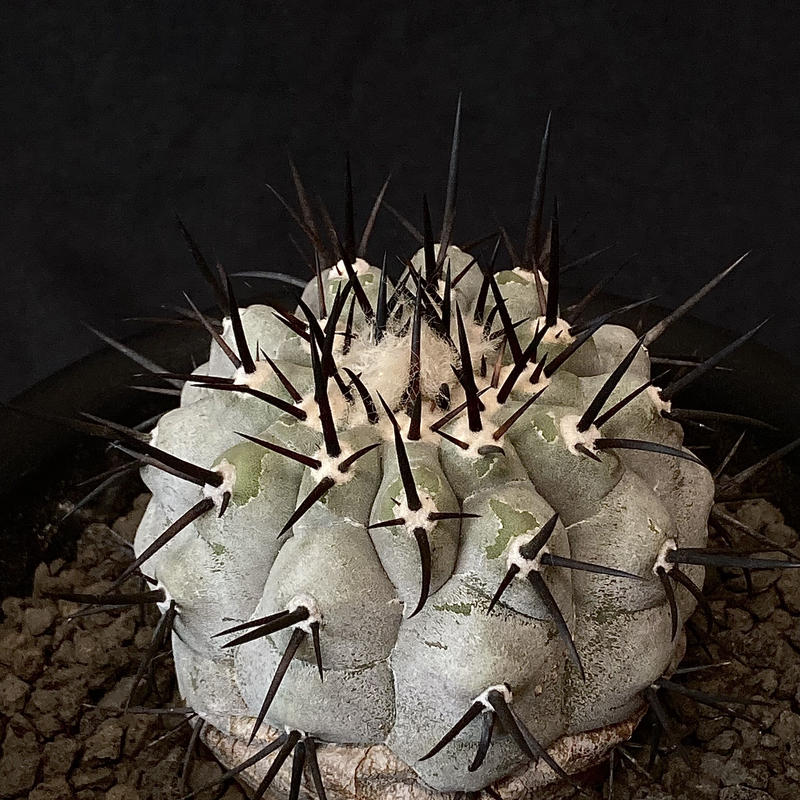 Copiapoa cinerea 黒王丸 貴重 実生 コピアポア シネレア 漆黒の刺 | ... Copiapoa cinerea 黒王丸 貴重 実生 コピアポア シネレア 漆黒の刺 | ...