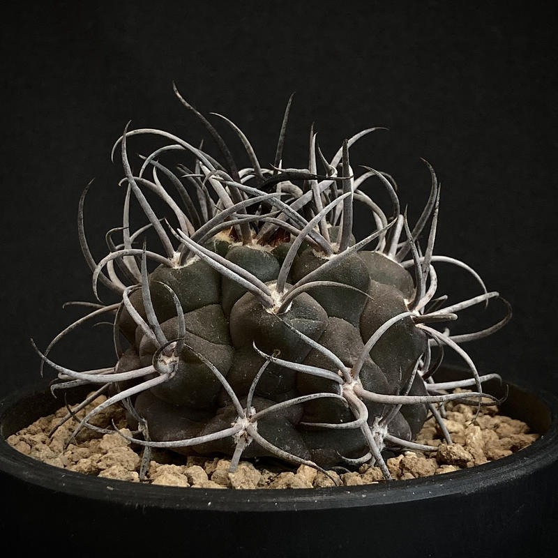 良株　守金魔天竜　台付き　強棘 Gymnocalycium mazanense【ギムノカリキウム・守金魔天竜