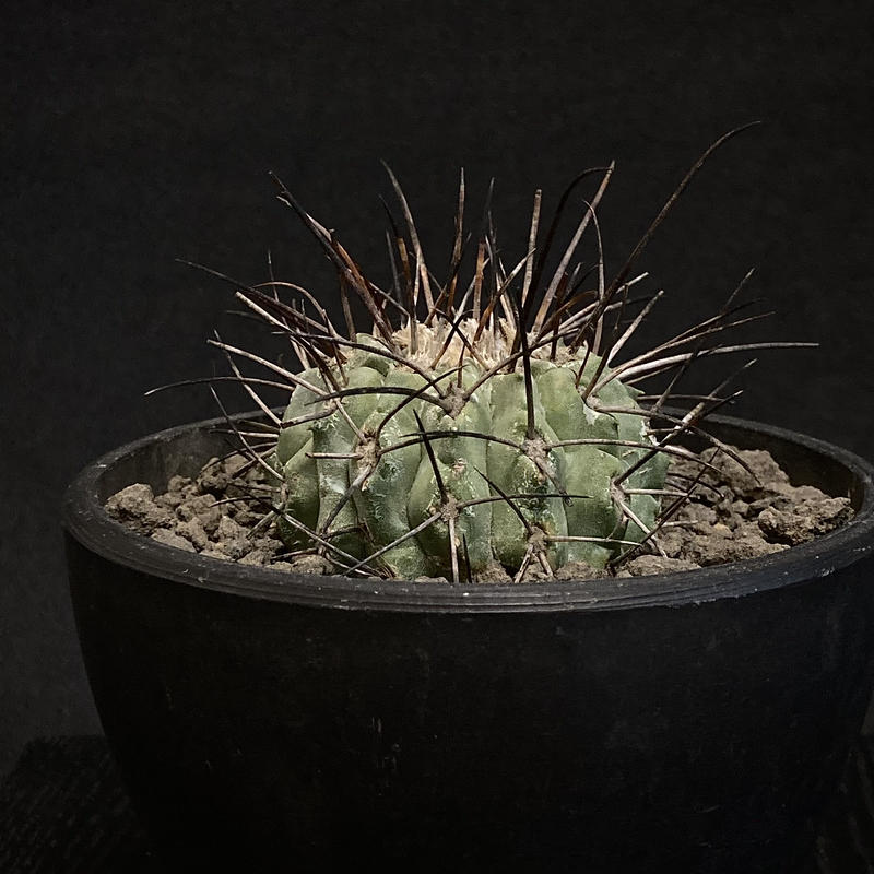 実生 コピアポア デアルバータ (黒士冠) Copiapoa cinerea var