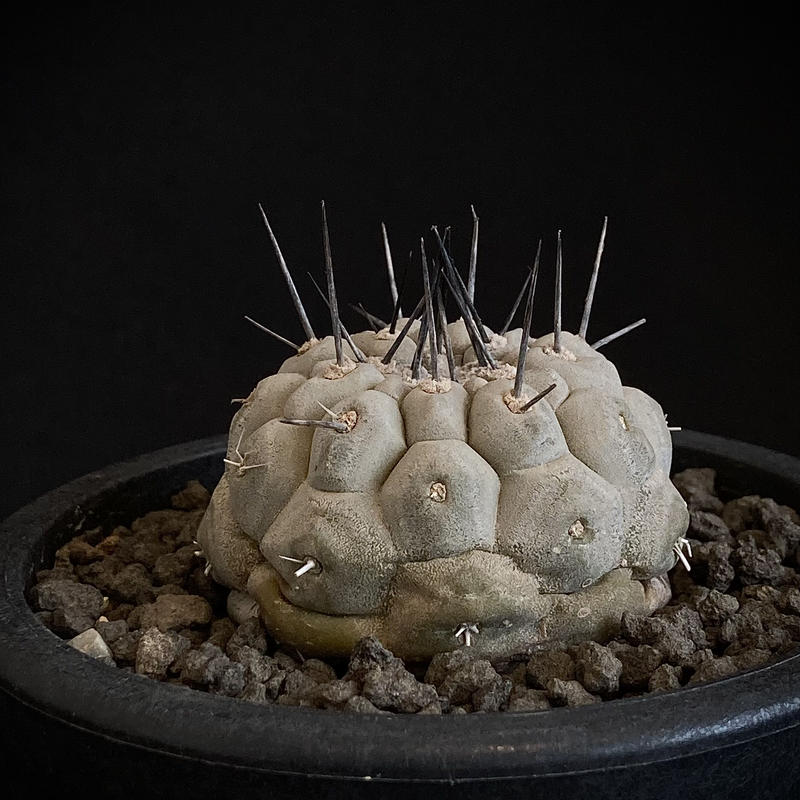 大人気商品 【最終値下】コピアポア シネレア 黒王丸 現地球 | vendee