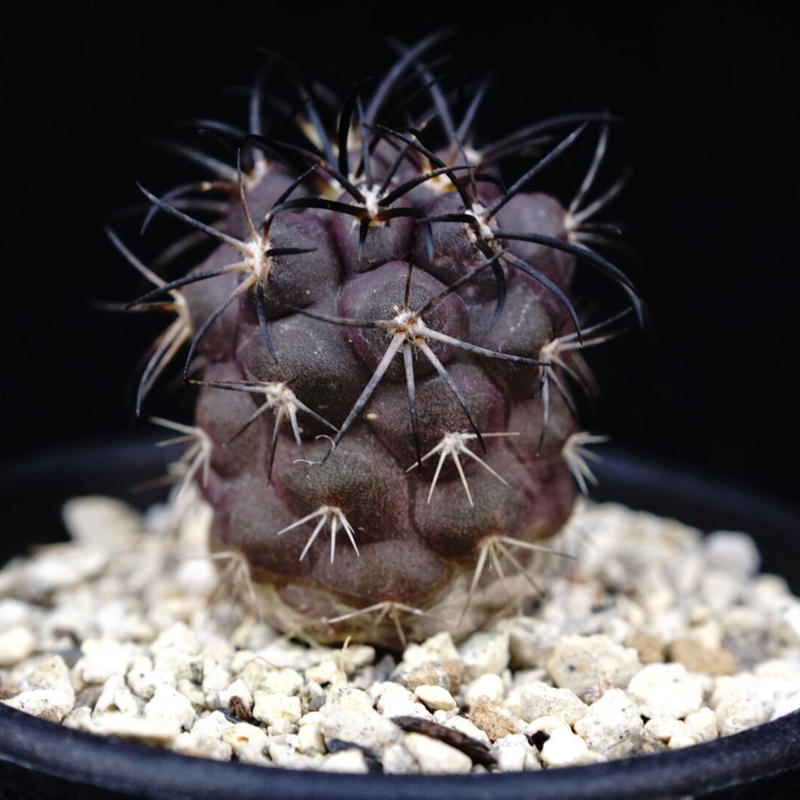 店長大暴走 クリアランスsale コピアポア グリセオビオラセア 栗星玉 実生 希少 即日発送 Mahatmaacademy Com