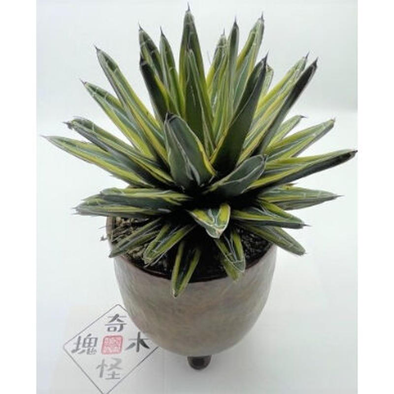 アガベ 笹の雪 黄覆輪 奇木怪塊