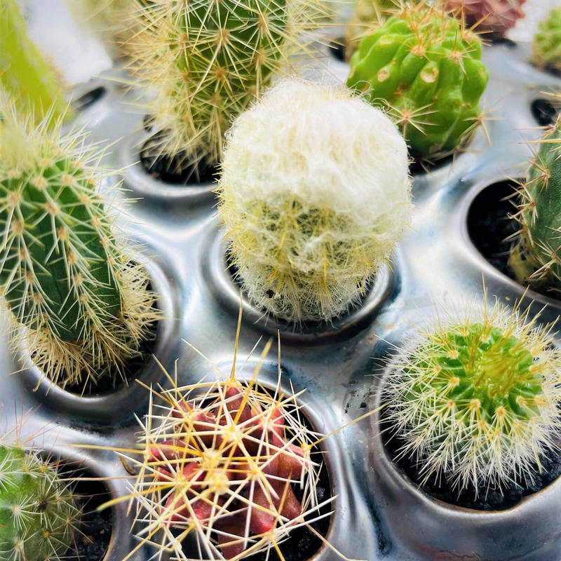 ミニサボテン寄せ植え 奇木怪塊 ミニサボテン寄せ植え 奇木怪塊