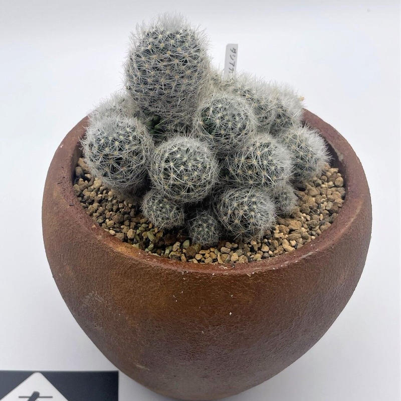 ダシアカンサ 実生 奇木怪塊