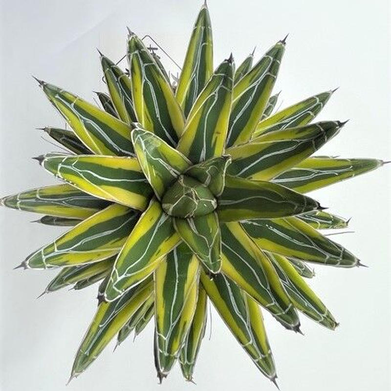 アガベ 笹の雪 黄覆輪 奇木怪塊