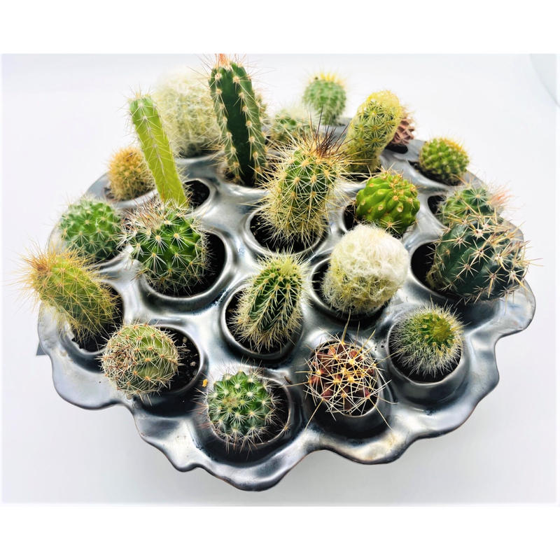 ミニサボテン寄せ植え 奇木怪塊 ミニサボテン寄せ植え 奇木怪塊