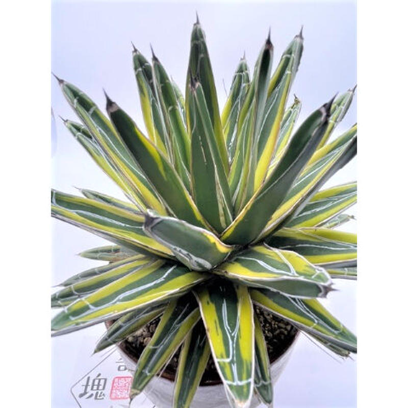 アガベ 笹の雪 黄覆輪 奇木怪塊