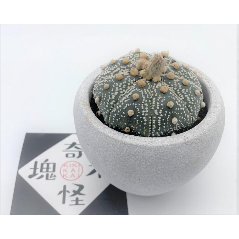 サボテン 兜丸 奇木怪塊