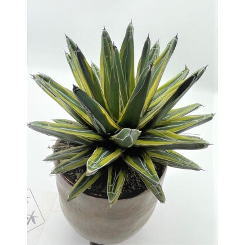 アガベ 笹の雪 黄覆輪 奇木怪塊