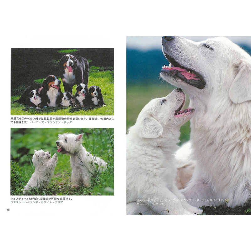 岩合光昭 写真文庫 いぬ Crevis Online Store