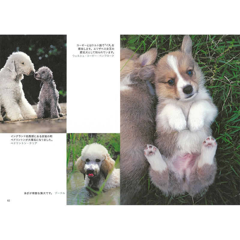 岩合光昭 写真文庫 いぬ Crevis Online Store