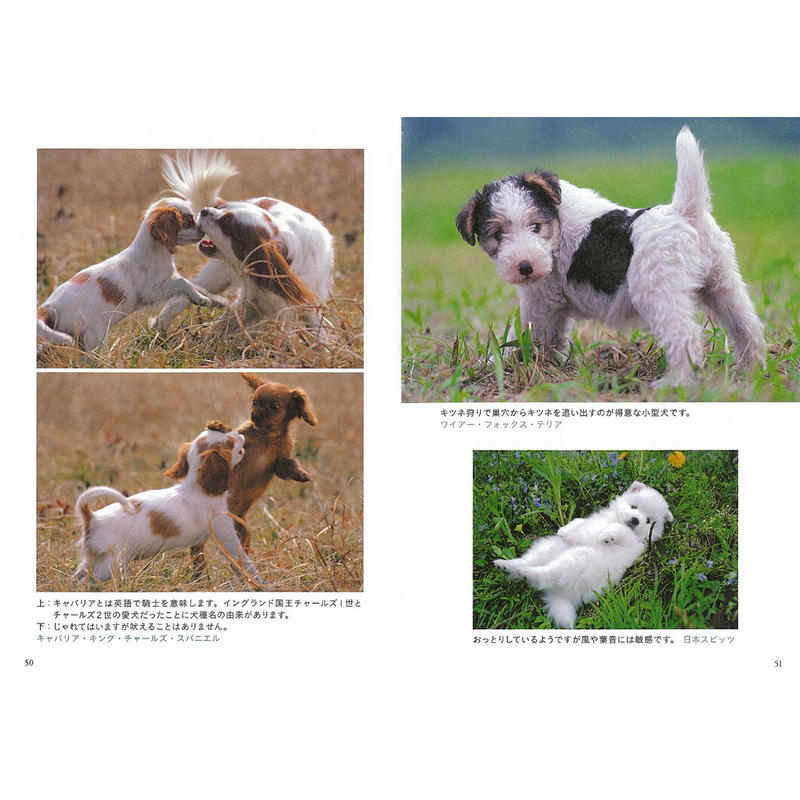岩合光昭 写真文庫 いぬ Crevis Online Store