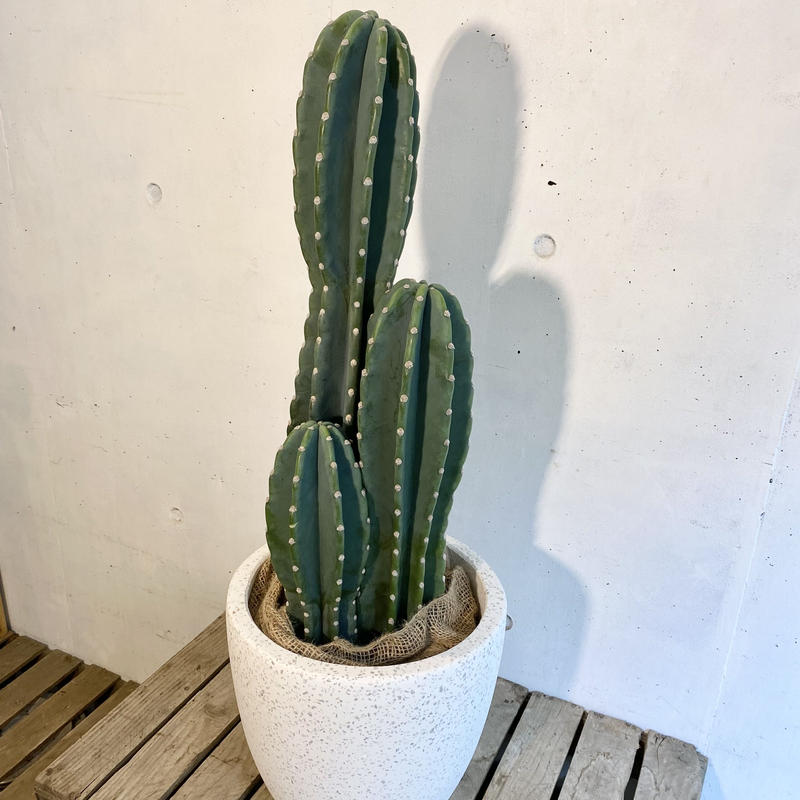 柱サボテン 鬼面角3本立 C Store C