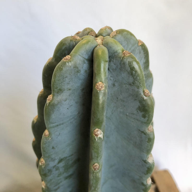 柱サボテン 鬼面角 Pot付 C Store C