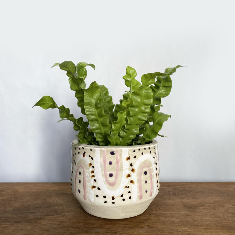 アスプレニウム エメラルドウェーブ Potカバー付 C Store C