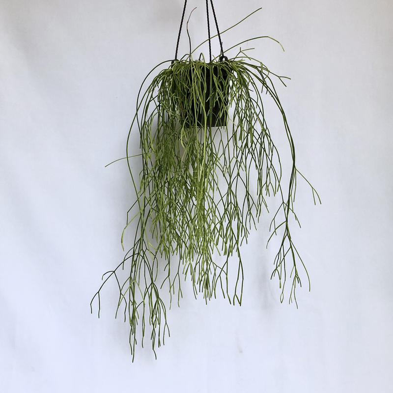 リプサリス カスッサ C Store C