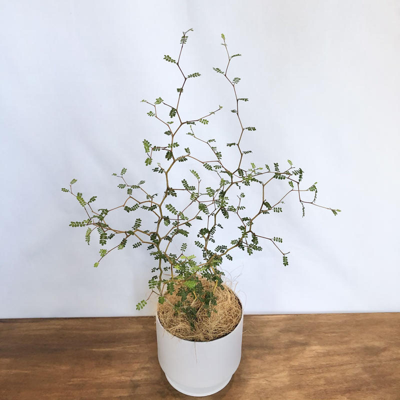 ソフォラ リトルベイビー C Store C