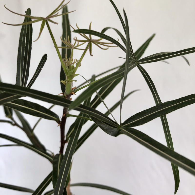 ブラキキトン ボトルツリー C Store C