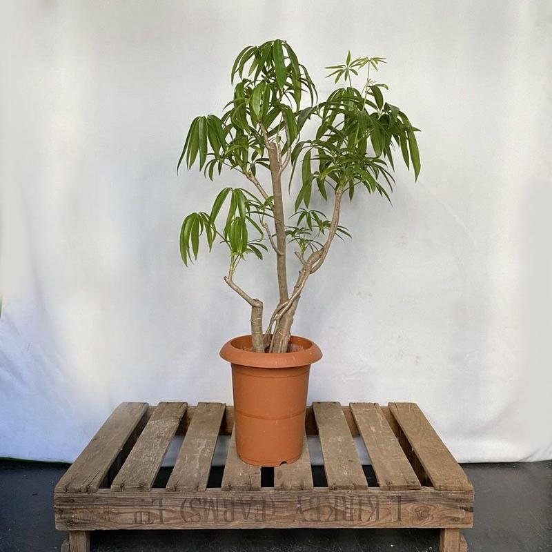 シェフレラ アンガスティフォリア C Store C